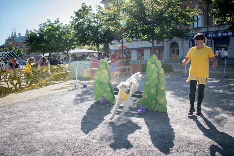 Dog with yellow scarf jumping over an obstable